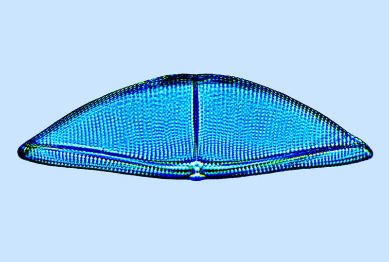 Amphora Amphora ostrearia